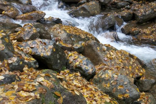 water-rocks-stream-leaves